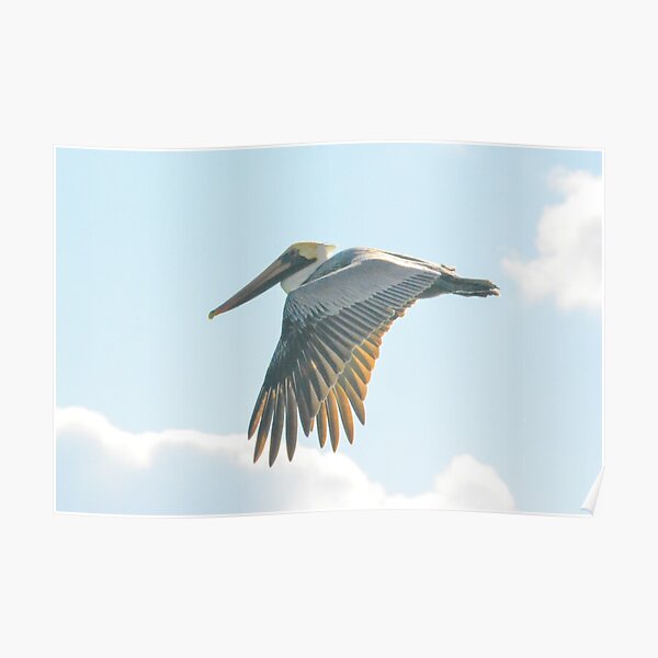 Pelican in Flight Poster