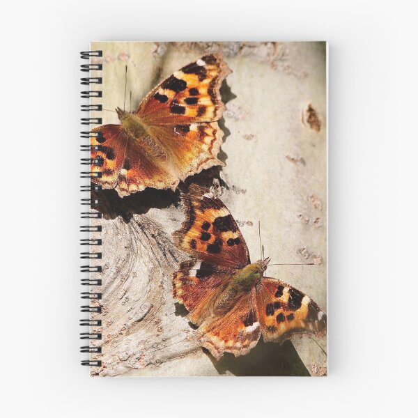 Aperçu de l'œuvre Papillons écaille de tortue Compton créée et vendue par BRENDA DOHERTY.