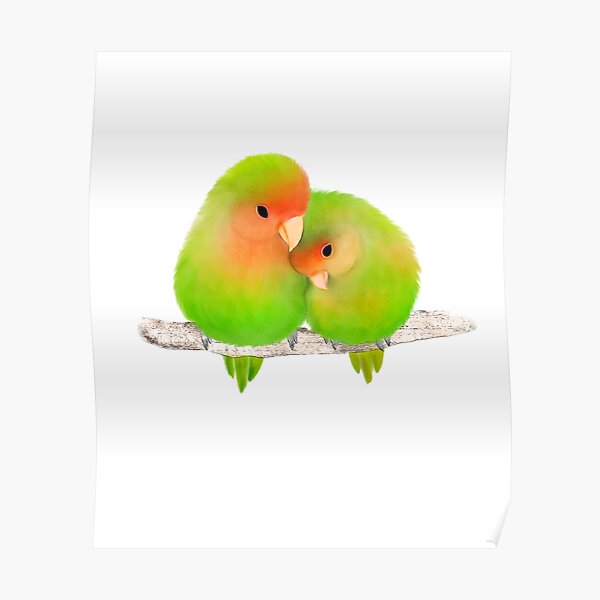 Lovebirds Green Parrots Parakeets Love birds Poster