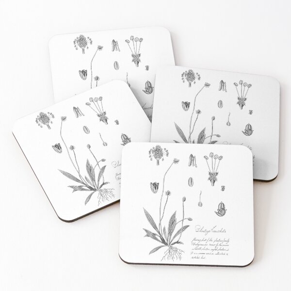 Item preview, Plantago Lancedata designed and sold by Enami.