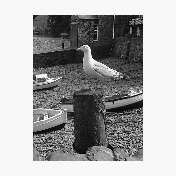 Item preview, Clovelly Seagull designed and sold by Neill Parker.