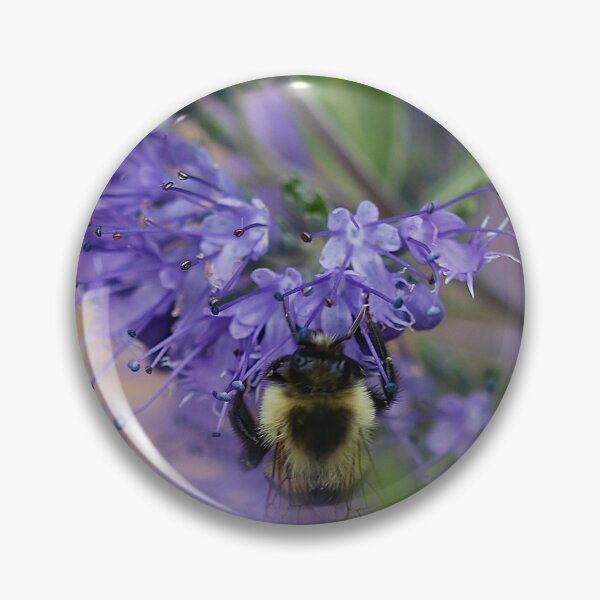 Item preview, Caryopteris  'Dark Knight' Bluebeard designed and sold by BRENDA DOHERTY.