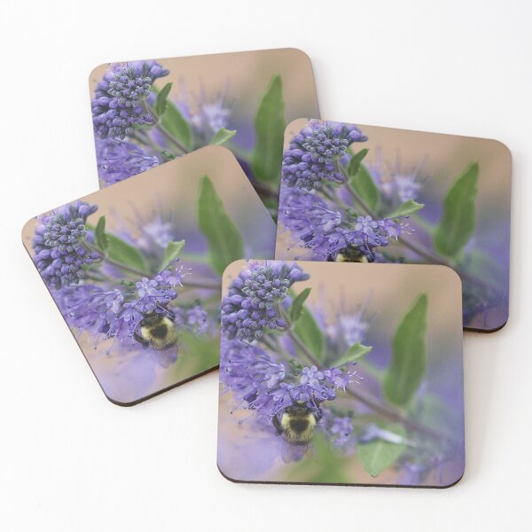 Item preview, Caryopteris  'Dark Knight' Bluebeard designed and sold by BRENDA DOHERTY.