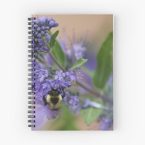 Item preview, Caryopteris  'Dark Knight' Bluebeard designed and sold by BRENDA DOHERTY.