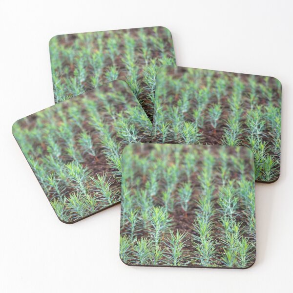 Item preview, Small thuja seedlings designed and sold by Mahirov Shop.