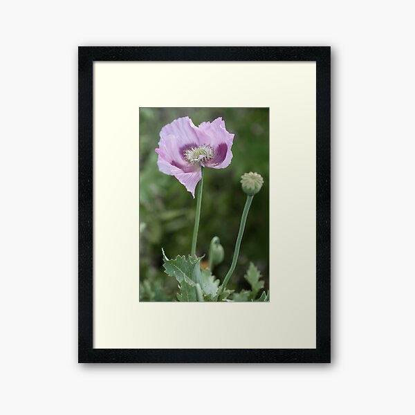 Item preview, Lilac poppy designed and sold by Judi Lion.