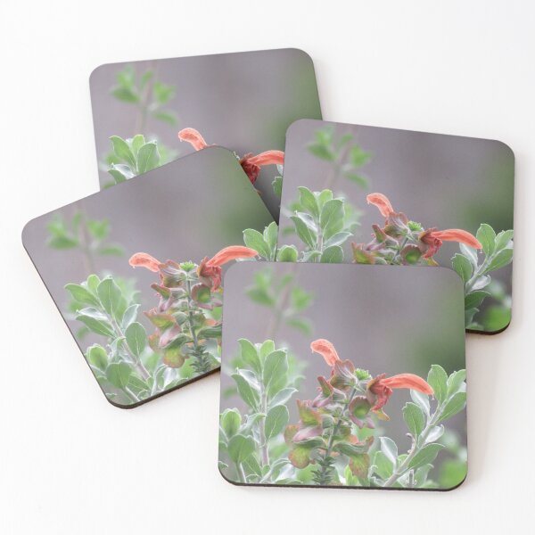 Item preview, Salvia africana-lutea designed and sold by greentiger1.
