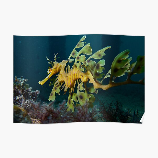 Leafy Seadragon Poster