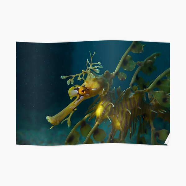 Leafy Seadragon Poster