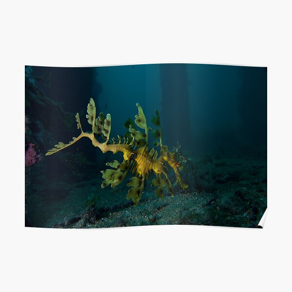 Leafy Seadragon Poster