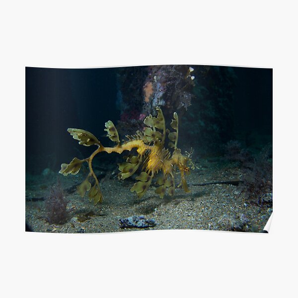 Leafy Seadragon Poster