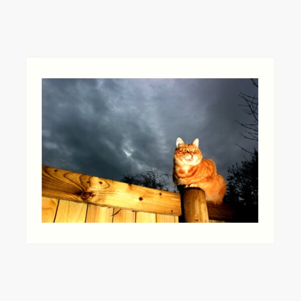 Scary cat Art Print