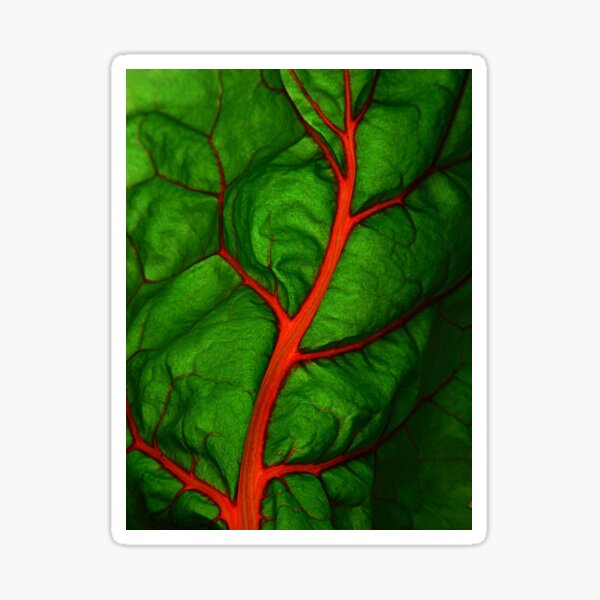 #11 Swiss Chard Leaf Sticker