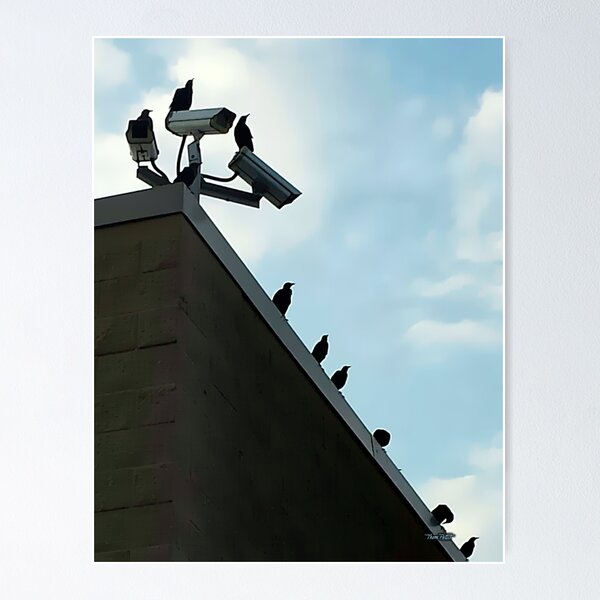 Item preview, TMP Photography • Big Brother Birds designed and sold by TMPSG.