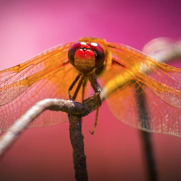 Artwork thumbnail, Dragonfly by RandyHume