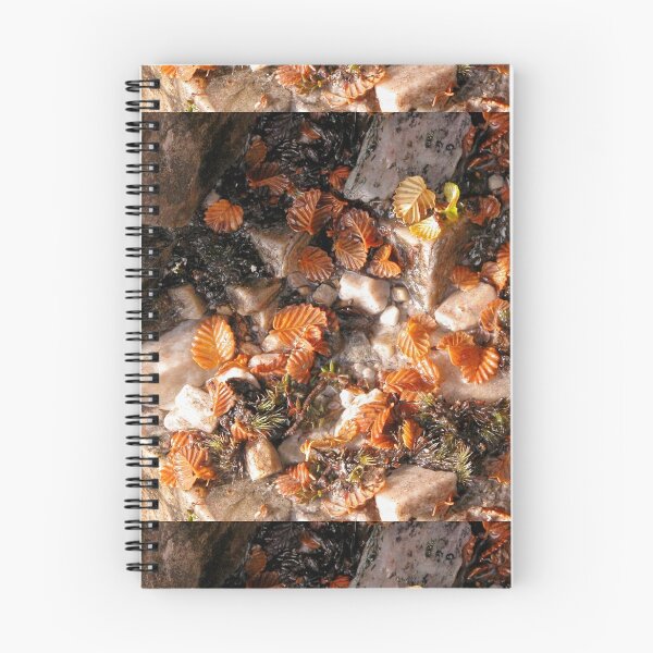 Item preview, Fagus leaves in a Quartz puddle, Cradle Mountain, Tasmania, Australia. designed and sold by kaysharp.