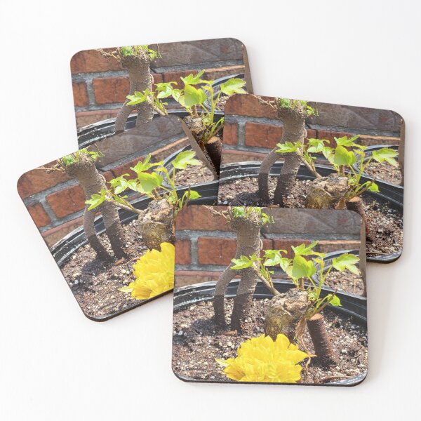 Item preview, Bonsai Trees in the Making designed and sold by Twittlefish.