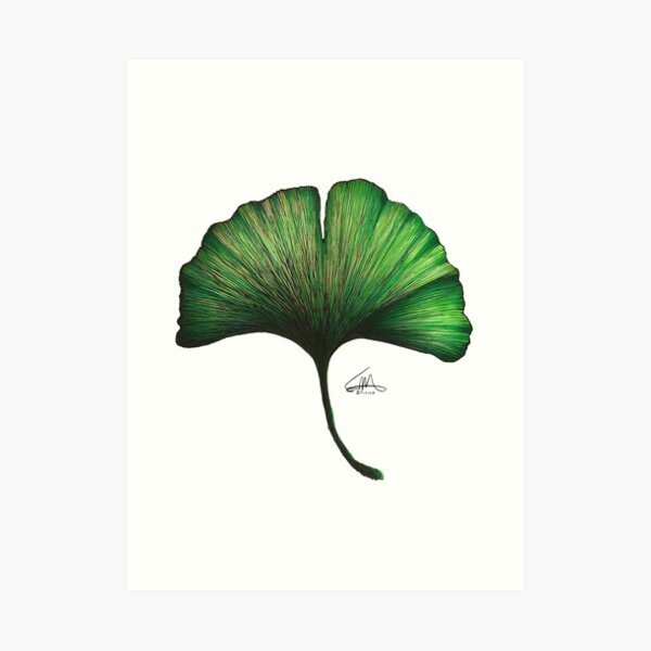 Ginkgo Leaf Art Print