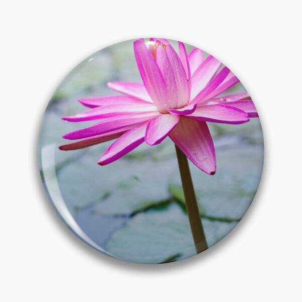 Item preview, Beautiful Pink Water Lily  designed and sold by CyaniRose.