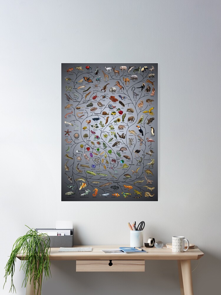 Thumbnail 1 of 3, Poster, Tree of Life Poster - Animal and Plant Evolution - English with background designed and sold by EvolutionPoster.