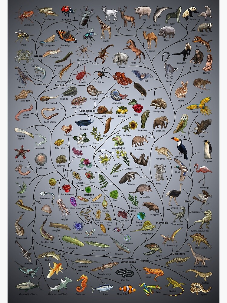 Tree of Life Poster - Animal and Plant Evolution - English with background by EvolutionPoster