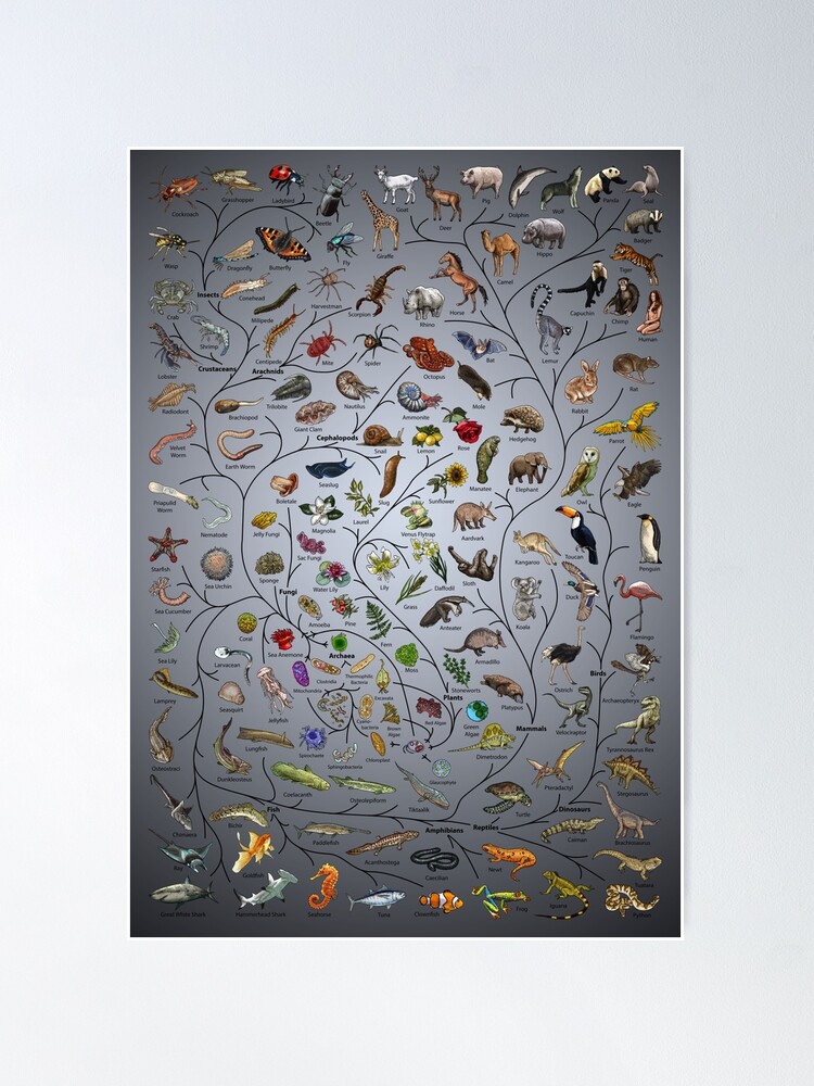 Thumbnail 2 of 3, Poster, Tree of Life Poster - Animal and Plant Evolution - English with background designed and sold by EvolutionPoster.