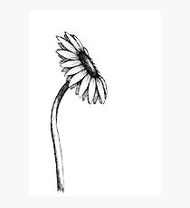 flower Photographic Print