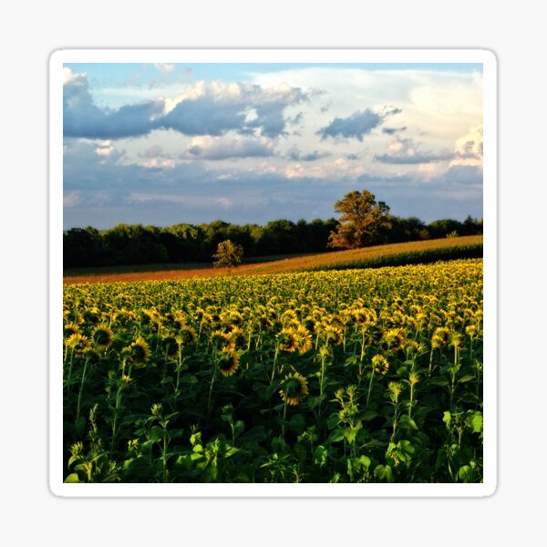Summer sunflower field Sticker