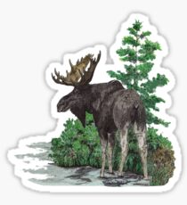 Moose watercolor Sticker