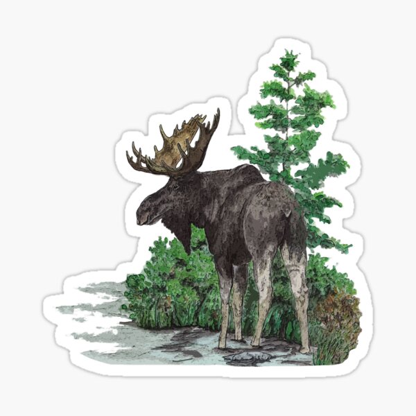 Moose watercolor  Sticker