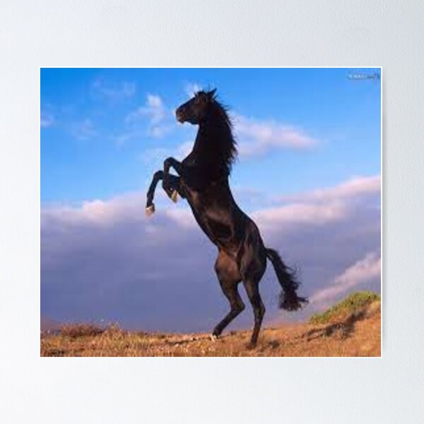 Item preview, magnificent black stallion designed and sold by nigejohn.