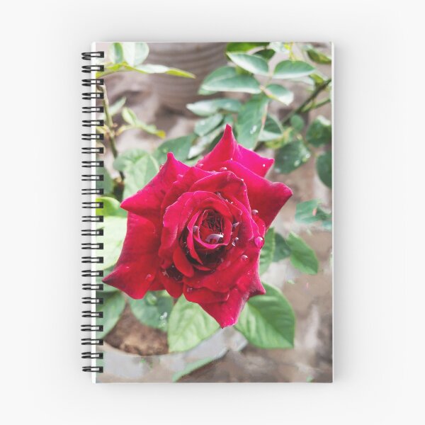 Item preview, beautiful red real rose  designed and sold by Shilpa Gupta.