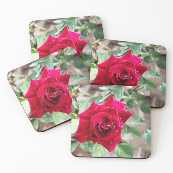Item preview, beautiful red real rose  designed and sold by Shilpa Gupta.