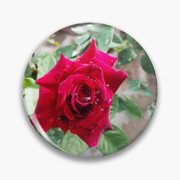 Item preview, beautiful red real rose  designed and sold by Shilpa Gupta.
