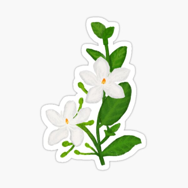 Sampaguita" Sticker for Sale by kinahigngmanok