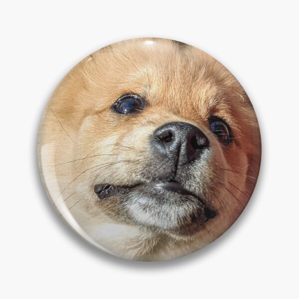 Item preview, Pomeranian puppy Kai designed and sold by Fluffycat2020.