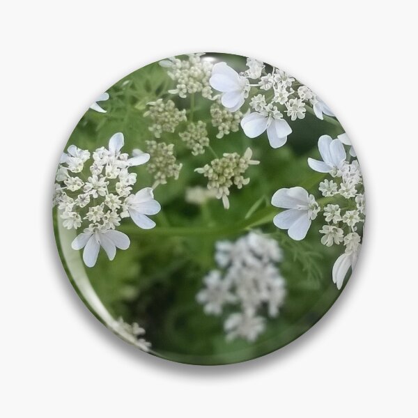 Aperçu de l'œuvre Fleurs de coriandre créée et vendue par TheaShutterbug.