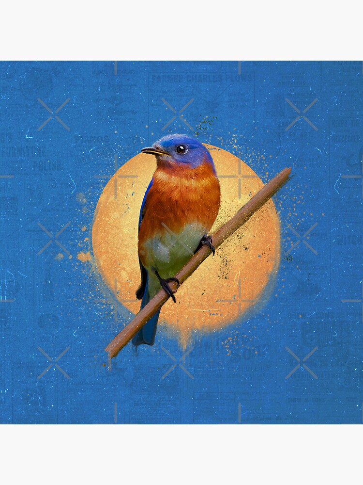THE EASTERN BLUEBIRD by Chrisjeffries24