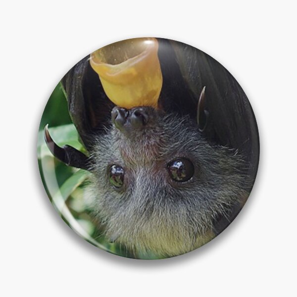 Item preview, Batzilla - Rescued flying fox bat in tree with pacifier designed and sold by batzilla.