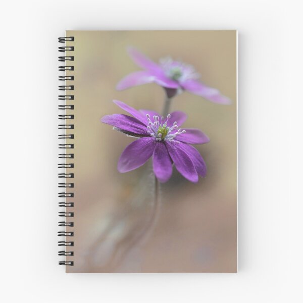 Item preview, Dark pink Hepatica designed and sold by JBlaminsky.