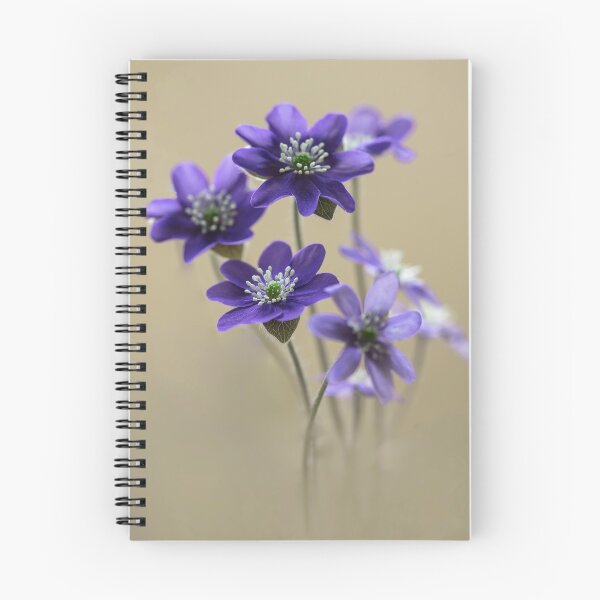 Item preview, Fresh bouquet of Hepatica designed and sold by JBlaminsky.