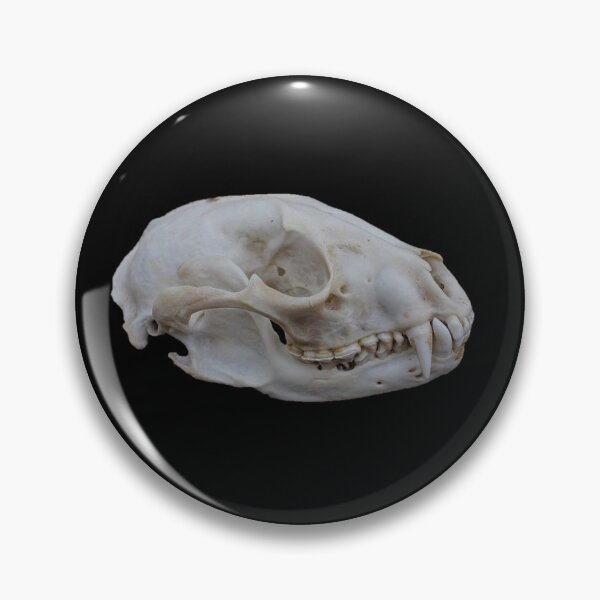 Item preview, Raccoon skull designed and sold by moth-creature.