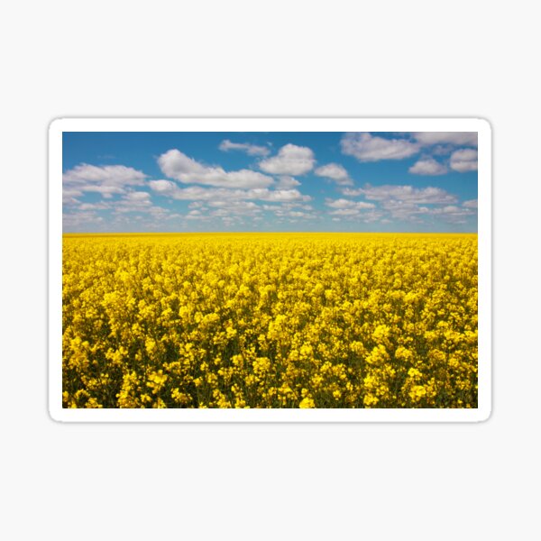Item preview, Canola Field designed and sold by Jared Davies.