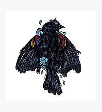 Blackbird Photographic Print