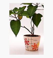plant in a pot Photographic Print