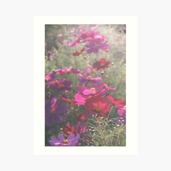 Cosmos - コスモス Art Print