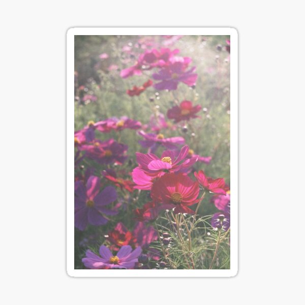 Cosmos - コスモス Sticker