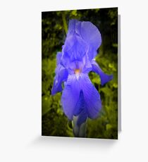 iris Greeting Card