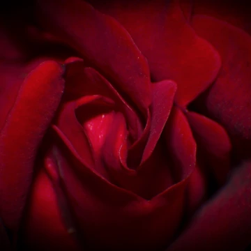 Artwork thumbnail, Rose by RandyHume