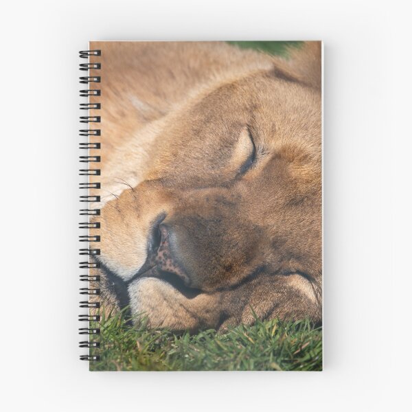 Item preview, Dozing lion designed and sold by cdkphotos.